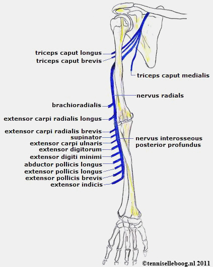 nerven anatomie arm